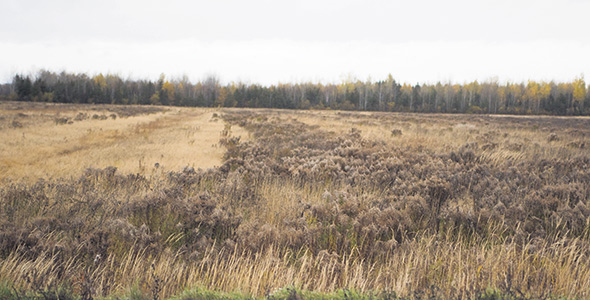 Les producteurs du Lac-Saint-Jean ont vu des investisseurs et même des agriculteurs d’ailleurs au Québec venir acheter des terres dans leur région en vue d’en tirer profit. Le succès n’est toutefois pas toujours au rendez-vous et certaines terres sont laissées en friche. Photo : Martin Ménard/Archives TCN