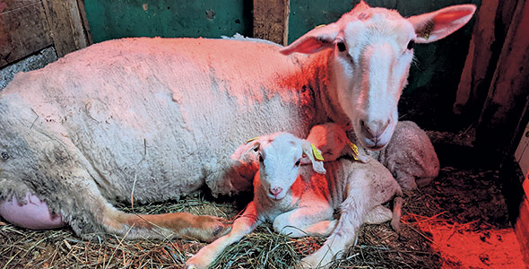 Les agneaux, comme ce petit de race Arcott Rideau de la ferme ovine Larivière Gingras, sont en forte demande depuis les six derniers mois. Photo : Gracieuseté de la ferme Larivière Gingras