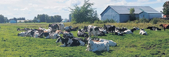 Les vaches pourraient devoir traverser la piste cyclable matin et soir entre l’étable et le champ.