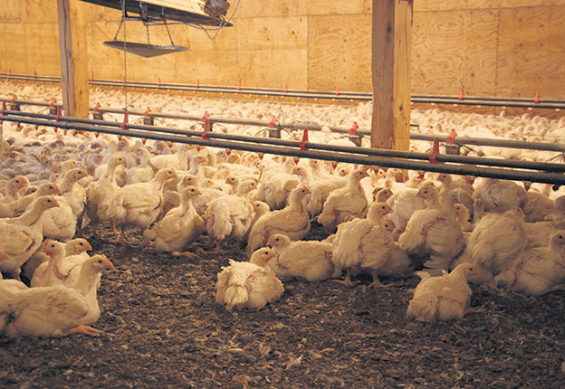 Des milliers de poulets ont dû être euthanasiés depuis le 27 mai, au grand désarroi des producteurs. Photo : Archives/TCN