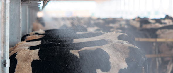Lorsque les vaches ont les poils du dos mouillés par les brumisateurs, les mouvements d’air créés par le système de ventilation permettent une évaporation rafraîchissante sur les poils et la peau des vaches. Photo : Shutterstock
