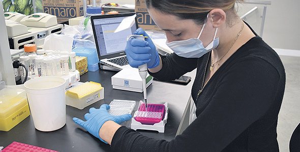 Une employée de Céréla prépare des échantillons d’ADN de chanvre en vue d’ajouter le marqueur moléculaire.
