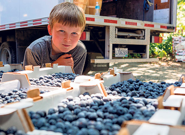 Alexis Marineau participe à la cueillette des bleuets de la ferme.