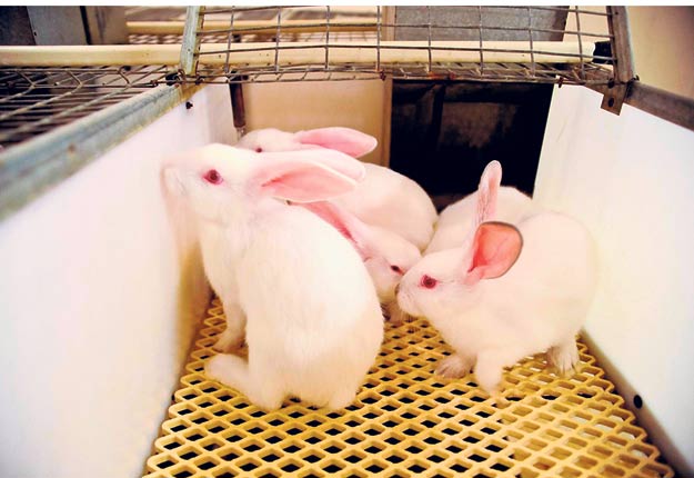 Différentes pistes d’amélioratioACn de leur élevage ont été suggérées aux producteurs de lapins. Photo : Archives / TCN