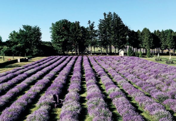 Les champs de La Maison Lavande fleurissent en plein mois de juillet.