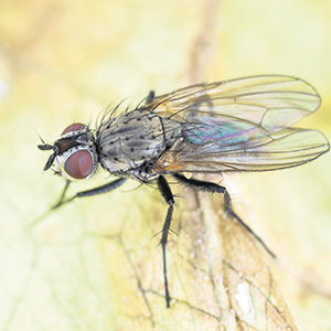 Le chlorpyrifos est actuellement utilisé pour combattre la mouche du chou, un ravageur particulièrement destructeur pour les cultures de rutabagas. Photo : Gracieuseté du MAPAQ