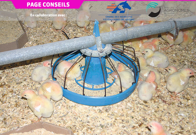 Au cours de leur vie, les poulets vont développer leur protection immunitaire, mais deux à trois cycles de réinfection sont exigés avant d’avoir une immunité efficace, et la réponse immunitaire ne protège que contre l’espèce rencontrée. Archives / TCN