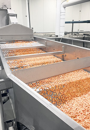 Des tests sont effectués avec la carotte. L’entreprise pourrait en congeler cinq millions de livres.