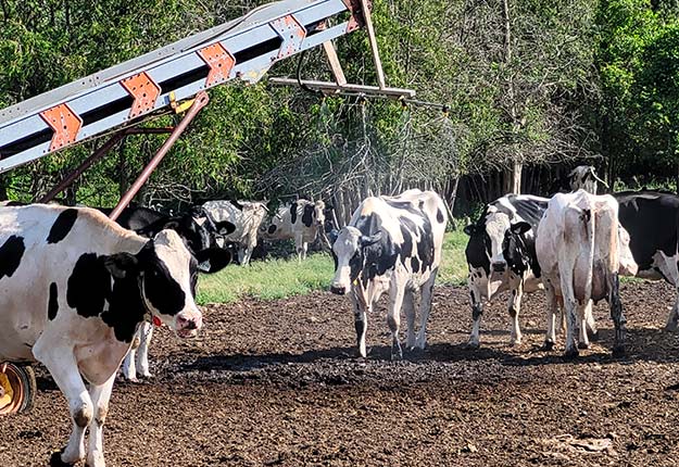 Les vaches de la ferme Alyma, à Saint-Bernard-de-Lacolle en Montérégie, se disputent l’accès à une petite bruine rafraîchissante en période de canicule. Photo : Gracieuseté de Myriam Blais