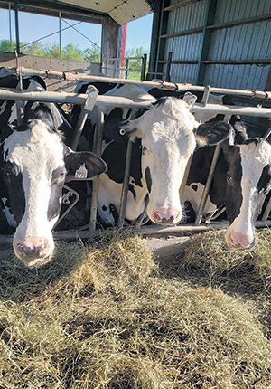 L’alimentation du troupeau représente 45 % des dépenses dans une ferme laitière et à eux seuls, les fourrages comptent pour 51 % des coûts, selon la base de données d’Agritel en 2018.