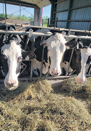L’alimentation du troupeau représente 45 % des dépenses dans une ferme laitière et à eux seuls, les fourrages comptent pour 51 % des coûts, selon la base de données d’Agritel en 2018.