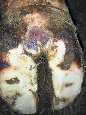 Le piétin d’Italie ou dermatite digitale est une maladie infectieuse des onglons très contagieuse qui se transmet par contact. Photo : Gracieuseté d’André Desrochers