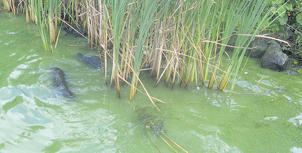 Un épisode de cyanobactéries, dont la source de nutriments vient principalement de la production agricole, dit Alexandre Joly. Photo : Gracieuseté de l’OBV de la Yamaska