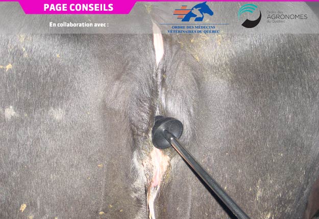 Le Metricheck permet de diagnostiquer l’endométrite clinique et aide à optimiser la reproduction des vaches dans un troupeau. Photo : AC de Jocelyn Dubuc