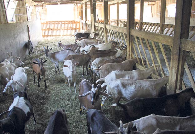 Les éleveurs de chèvres sont sollicités pour renforcer leur troupeau contre la tremblante. Archives / TCN