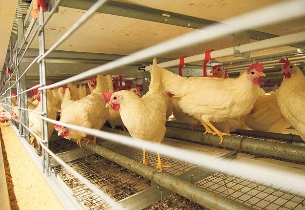 Le stress thermique sur les poules pondeuses peut se traduire par une diminution de la production d’œufs. Archives / TCN