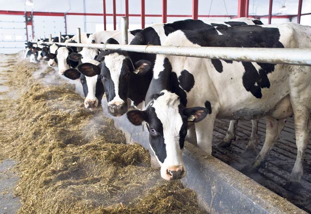 Des études démontrent que les vaches dont l’alimentation est plus riche en fibres – notamment en fourrage – ont tendance à produire du lait dont le niveau de vitamines B12 est plus élevé. Photo : Martin Ménard/Archives TCN