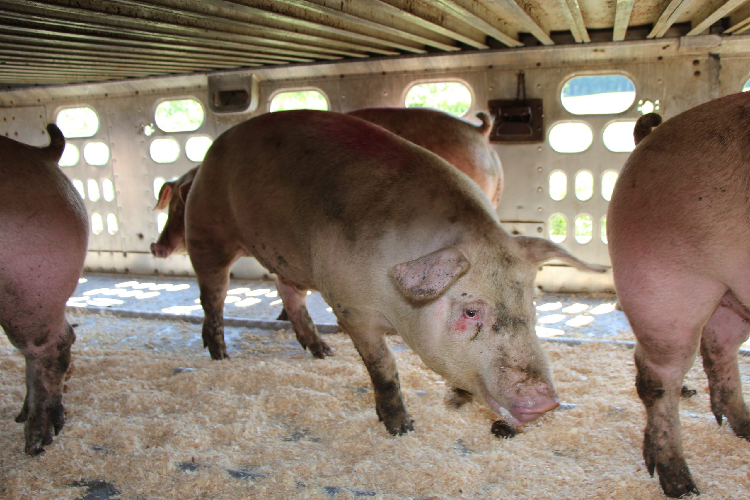 Le transport de porcs vers d’autres provinces ou aux États-Unis, qui nécessite plusieurs heures de route, a jusqu’ici provoqué 15 % de mortalité de bêtes, affirment les Éleveurs de porcs du Québec. Archives / TCN