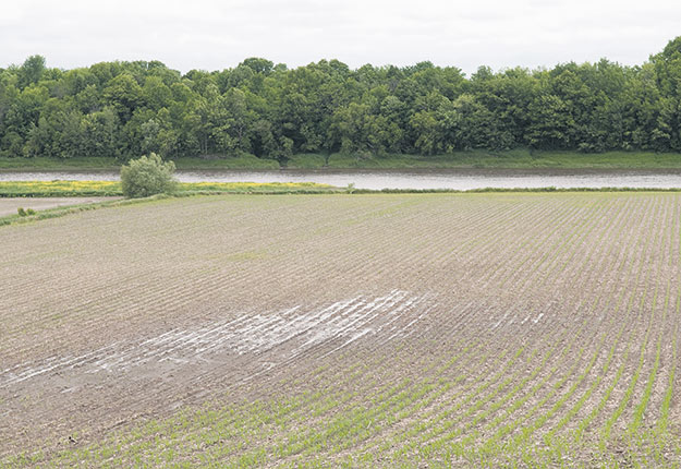 Un champ de céréales mal drainé au printemps. Photo : Gracieuseté Éric Labonté, MAPAQ