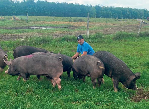 Gert Janssens dit qu’une race de porc différente comme les Berkshire et les efforts de sélection génétique conduisent à une viande de porc au goût unique. Malgré la popularité de la viande de porc au pâturage, les éleveurs doivent s’efforcer d’en donner pleinement pour l’argent des consommateurs et non seulement profiter de l’occasion d’affaires qui s’offre à eux, nuance-t-il. Gracieuseté de la Ferme d’ORée