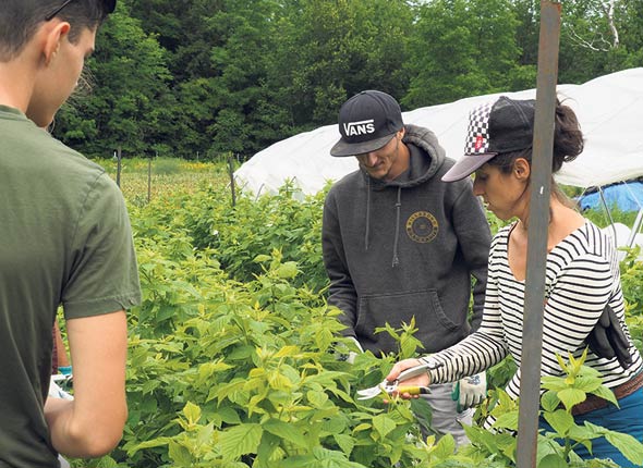 Les apprentis sont attentifs aux consignes de la maraîchère Marie-Ève Lafond, qui leur enseigne comment nettoyer les framboisiers.