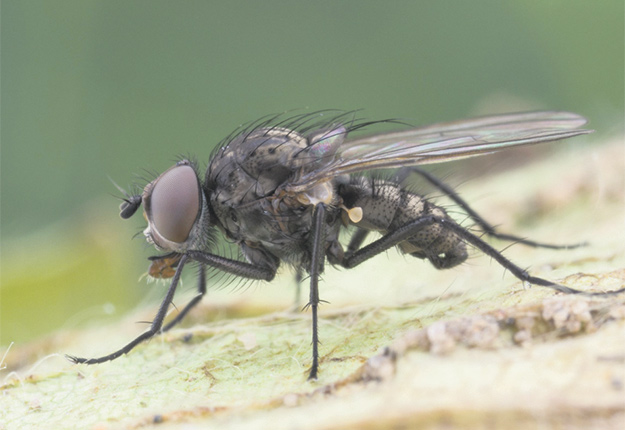La mouche des semis est l’un des ravageurs à surveiller. Photo : LEDP/MAPAQ