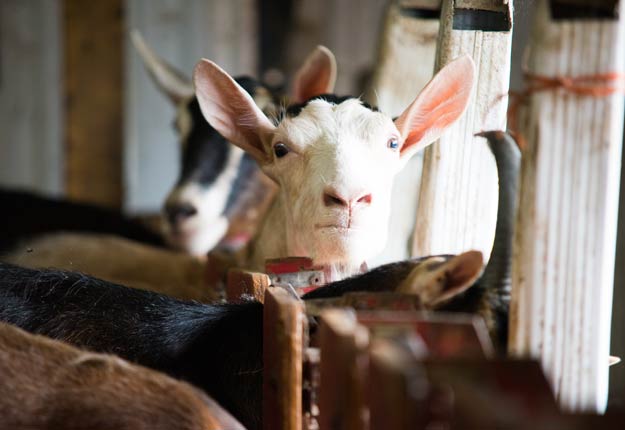 Jusqu'à présent, 7 producteurs de lait de chèvre et 27 de boucherie prennent part à ce programme dont la participation est volontaire. Photo : Martin Ménard/Archives TCN