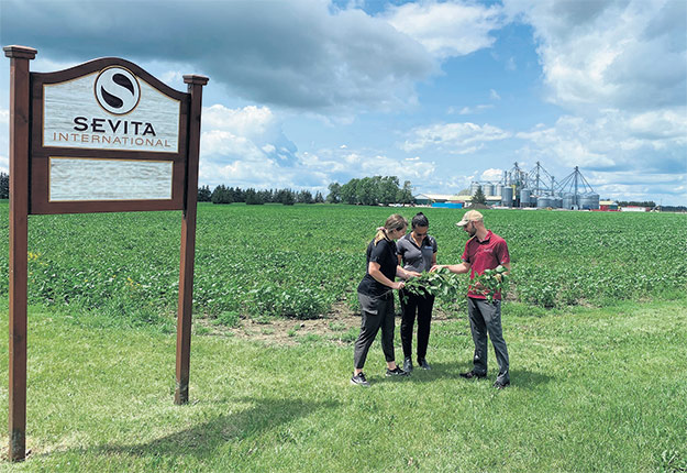 Plusieurs variétés qui seront commercialisées en 2022 sont actuellement testées sur les terrains de recherche et de démonstration de Sevita au Québec et en Ontario. Photo : Gracieuseté de Sevita International