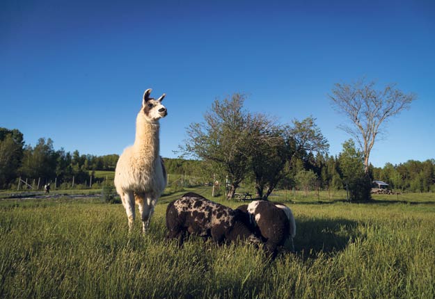 Serge, le lama, garde un œil sur les moutons qui sont au pâturage. Photos : Gracieuseté d’Émilie Tremblay