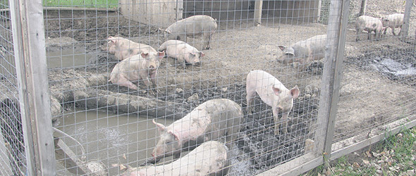 La Ferme Les bouchées doubles produira 50 porcs cette année. C’est 44 de plus que l’an dernier. 