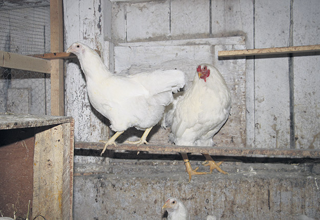 Les Producteurs d’œufs d’incubation du Québec disent avoir reçu depuis les derniers mois un nombre considérable d’appels en lien avec la production d’œufs d’incubation sans contingent destinée au marché des races de fantaisie, dont celui de la poule Chantecler.