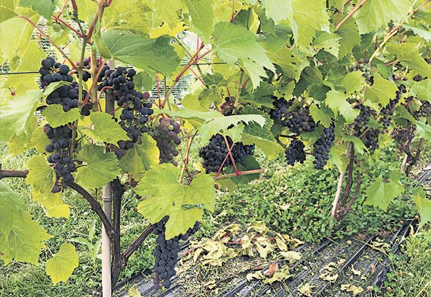 Martin Girouard, du Domaine Girouard de Sutton, se réjouit de la qualité de ses raisins en cette année marquée par une vague de solidarité de la part de ses confrères vignerons. Photos : Gracieuseté de Martin Girouard