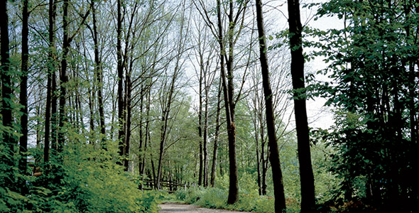 Groupe d’arbres défolié par la spongieuse européenne.