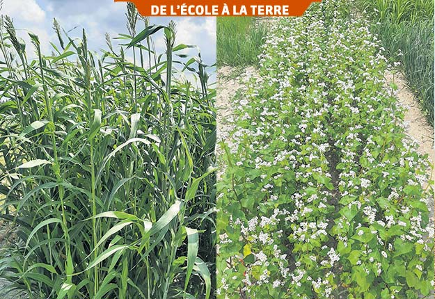 Des plants de sorgho et de sarrasin utilisés comme engrais verts dans les parcelles pédagogiques de l’ITAQ au campus de Saint-Hyacinthe. Photos : Gracieuseté de l’ITAQ