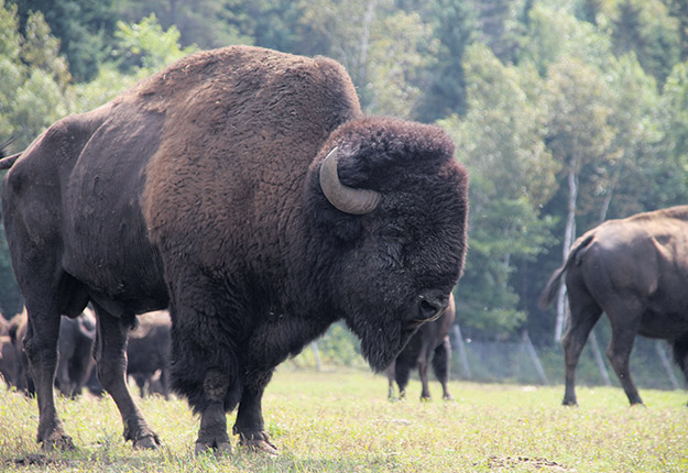 Les bisons, comme les autres grands gibiers, feront partie l’an prochain de la Loi sur le bien-être animal. Photo : Archives/TCN