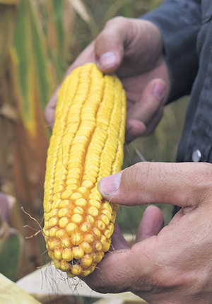 En appliquant ses fertilisants à taux variable, le producteur a réduit de 10 % l’utilisation d’engrais pour une même superficie de maïs.