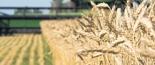 La production québécoise de maïs s’annonce décevante et insuffisante pour combler la demande. Les prix des grains fourragers pourraient se maintenir  à un niveau élevé à court terme. Photo : Martin Ménard / TCN