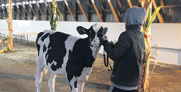 L’événement a permis à certaines vaches de défiler pour une première fois, puisque le championnat de l’Expo Ormstown, de plus grande envergure, est annulé depuis 2020 en raison de la pandémie.