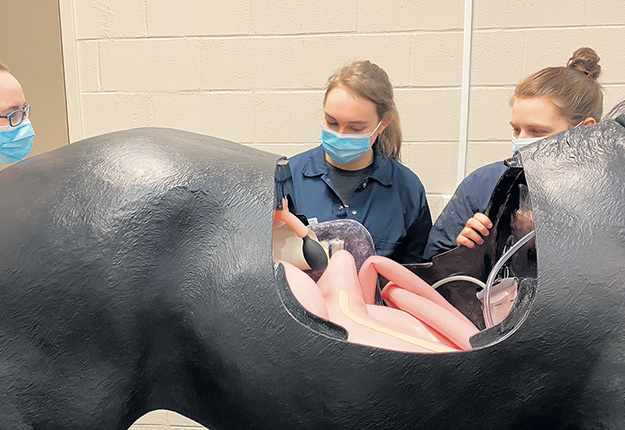 Les étudiants en médecine vétérinaire peuvent pratiquer leurs techniques sur des mannequins animaux de taille réelle. Photo : Gracieuseté de l’Université de Montréal
