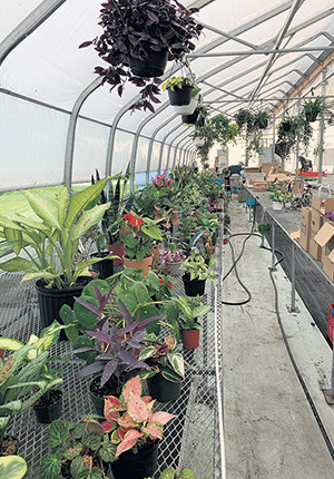 Les plantes d’intérieur produites au Québec offriraient un bon potentiel de développement.