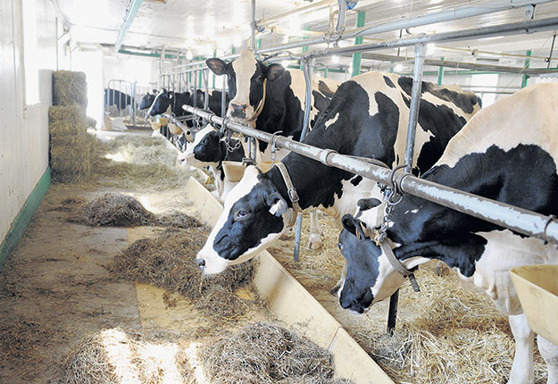 La nutrition des vaches laitières peut avoir un impact direct sur plusieurs aspects de la réponse au stress thermique, notamment sur la modulation de la chaleur due à la digestion, sur la santé intestinale et sur l’inflammation. Photo : Archives/TCN