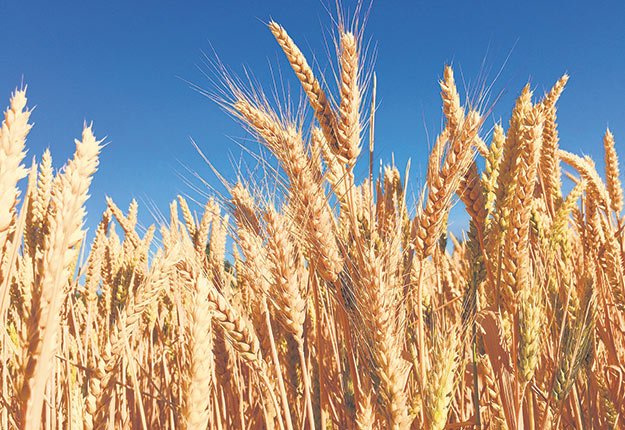 Le Canada est réputé pour la qualité de son blé. Les provinces de l’Ouest et les Prairies sont les principales productrices au pays.