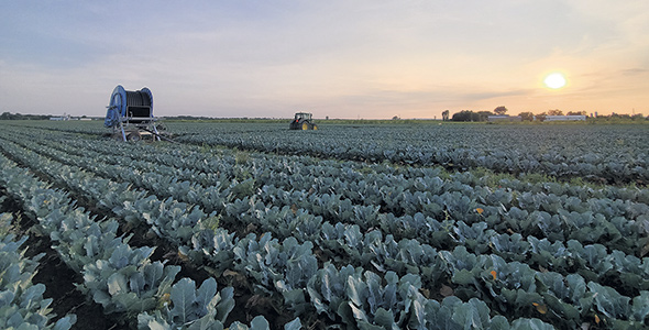 L’irrigation a été salvatrice pour plusieurs cultures, alors que les précipitations se sont faites rares durant une grande partie de la saison.