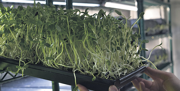 Certaines des cultures destinées à être vendues coupées, comme le tournesol et le pois vert, sont couvertes par des plateaux afin de maximiser l’effet croustillant. On évite ainsi l’étiolement des cotylédons.