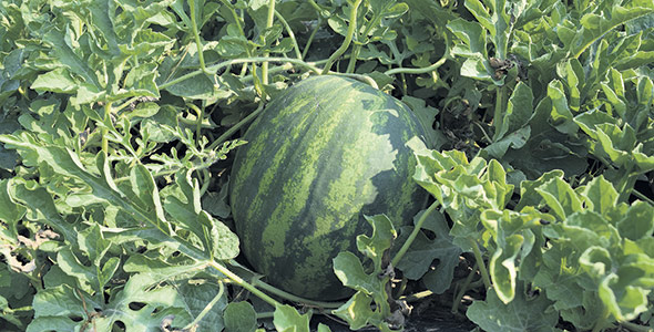 La ferme produit un melon d’eau sans pépin de 7 à 10 livres qui, selon Gabriel Leclair, est plus adapté à la réalité des consommateurs d’aujourd’hui que les gros melons.