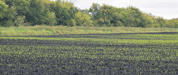 La ferme utilise principalement l’avoine comme culture de couverture à l’automne.