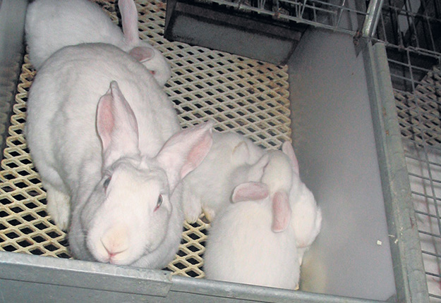Les éleveurs doivent envoyer leurs lapins en Ontario pour les faire abattre dans un abattoir fédéral. Photo : Archives / TCN