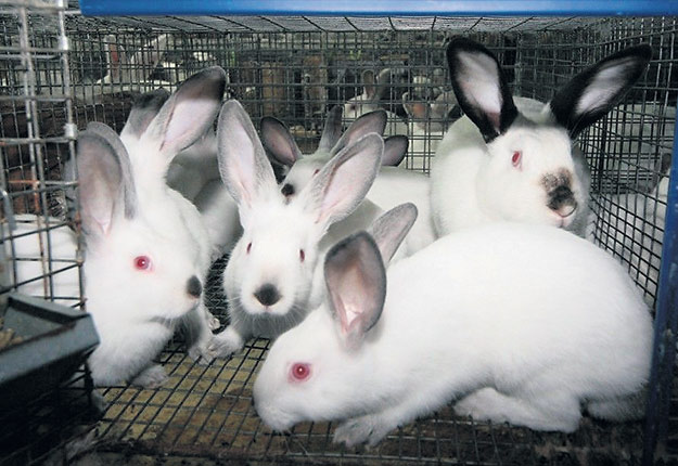 Exposés au virus, les lapins tombent habituellement malades dans un délai d’un à cinq jours. La mort arrive souvent après une courte période de maladie. Photo : Gracieuseté du Syndicat des producteurs de lapins du Québec