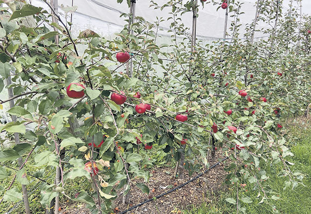 À l’international, plusieurs recherches ont cours afin de trouver des façons de conserver la pomme plus longtemps. Photo : Martine Veillette/TCN