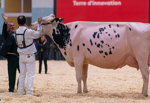 La vache Shakira, dont la Ferme Jacobs est copropriétaire, a été couronnée grande championne de l’Exposition nationale Holstein 2021 qui s’est déroulée à Saint-Hyacinthe les 19 et 20 novembre. Photo : The Bullvine